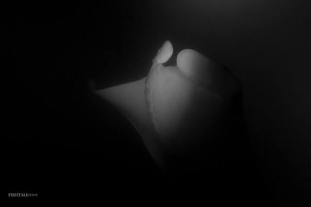 diavolii de mare(manta alfredi)
fishtale.ro
fotografie subacvatica