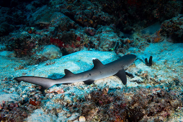 rechinii, scufundari cu rechini, fishtale.ro, fotografie subacvatica