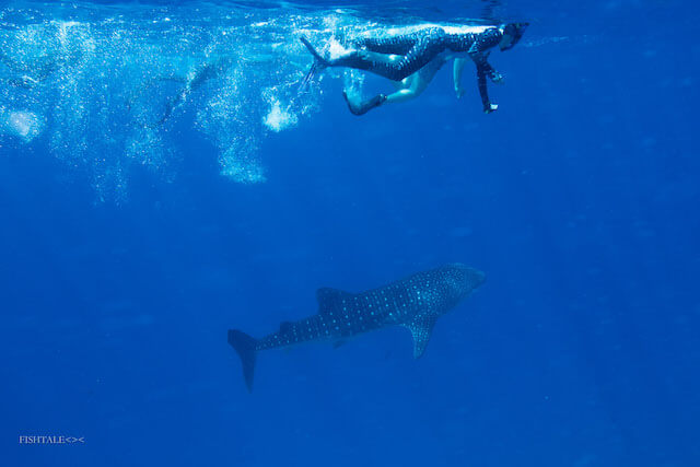 rechinii, scufundari cu rechini, fishtale.ro, fotografie subacvatica