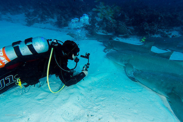 fotografie subacvatica - rechinul doica - nurse shark 
by fishtale.ro