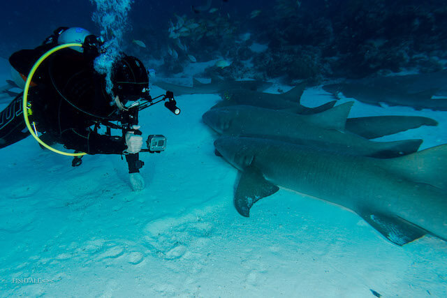 fotografie subacvatica - rechinul doica - nurse shark 
by fishtale.ro