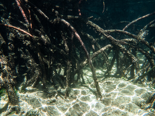 fotografie subacvatica in padurea de mangrove