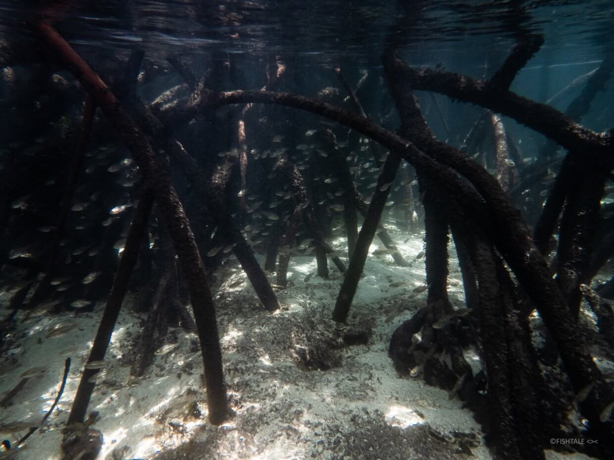 mangrove_bali
