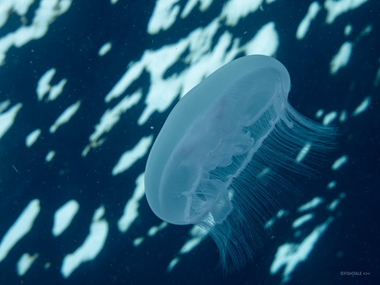 meduza comuna