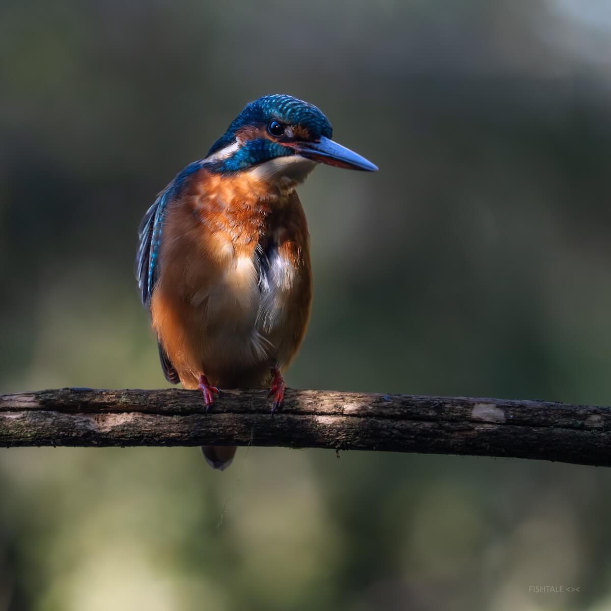 kingfisher