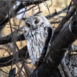 Long-eared Owl Asio otus wildlife photography
