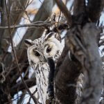 Long-eared Owl Asio otus portrait orange eyes close-up wildlife photography fishtale