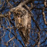 Long-eared Owl Asio otus portrait orange eyes close-up wildlife photography fishtale