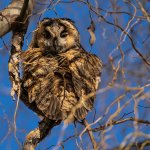 Long-eared Owl Asio otus portrait orange eyes close-up wildlife photography fishtale