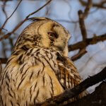 Long-eared Owl Asio otus portrait orange eyes close-up wildlife photography fishtale