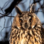Long-eared Owl Asio otus portrait orange eyes close-up wildlife photography fishtale