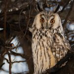 Long-eared Owl Asio otus portrait orange eyes close-up wildlife photography fishtale