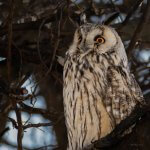 Long-eared Owl Asio otus portrait orange eyes close-up wildlife photography fishtale