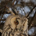 Long-eared Owl Asio otus portrait orange eyes close-up wildlife photography fishtale