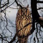 Long-eared Owl Asio otus portrait orange eyes close-up wildlife photography fishtale