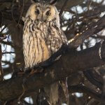 Long-eared Owl Asio otus portrait orange eyes close-up wildlife photography fishtale