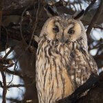 Long-eared Owl Asio otus portrait orange eyes close-up wildlife photography fishtale