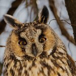 Long-eared Owl Asio otus portrait orange eyes close-up wildlife photography fishtale
