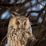 Long-eared Owl Asio otus portrait orange eyes close-up wildlife photography fishtale