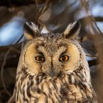 Long-eared Owl Asio otus portrait orange eyes close-up wildlife photography fishtale
