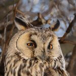 Long-eared Owl Asio otus portrait orange eyes close-up wildlife photography fishtale