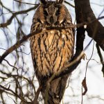 Long-eared Owl Asio otus portrait orange eyes close-up wildlife photography fishtale