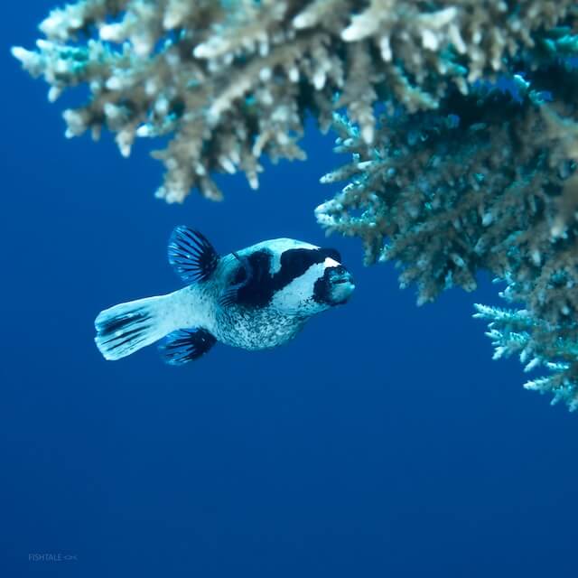 Arothron diadematus puffer fish coral Acropora fotografie subacvatica