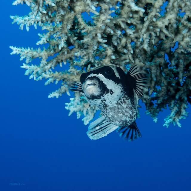 Arothron diadematus puffer fish coral Acropora fotografie subacvatica