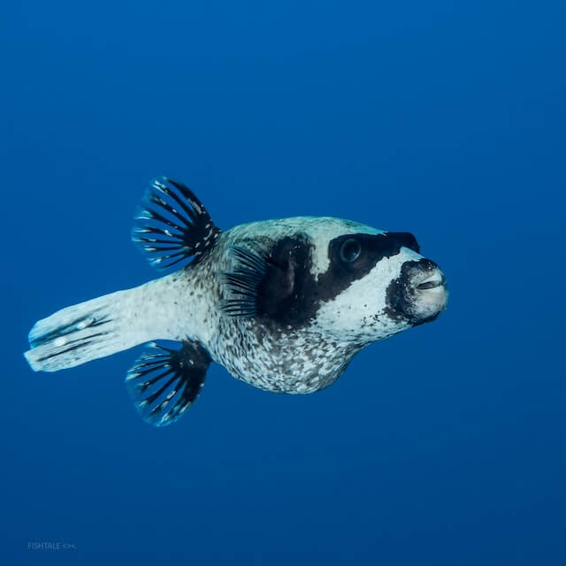 Arothron diadematus puffer fish coral Acropora fotografie subacvatica