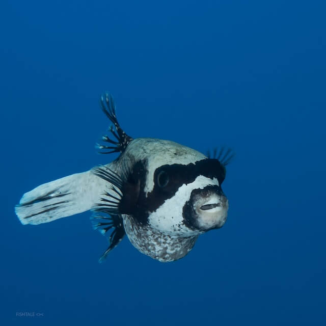 Arothron diadematus puffer fish coral Acropora fotografie subacvatica