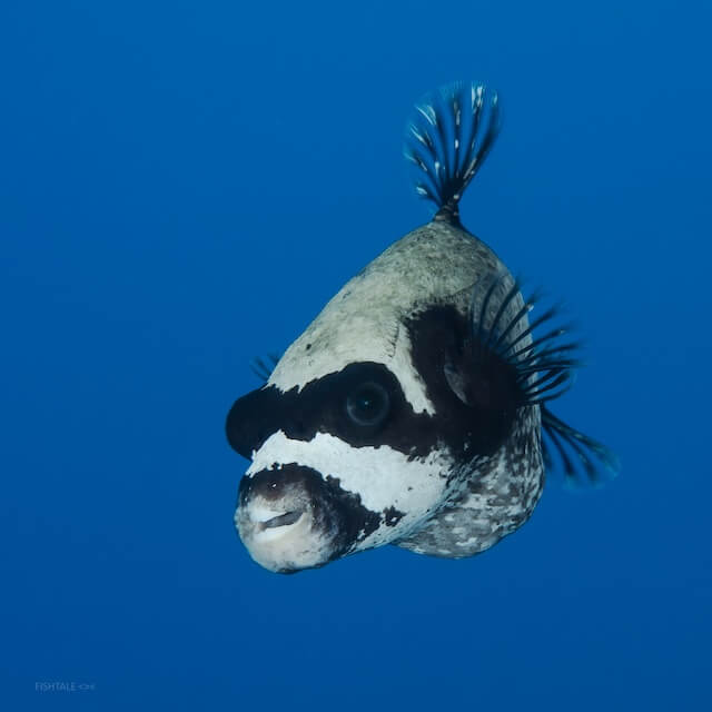 Arothron diadematus puffer fish coral Acropora fotografie subacvatica