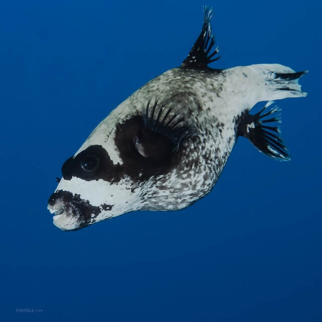 Arothron diadematus puffer fish coral Acropora fotografie subacvatica