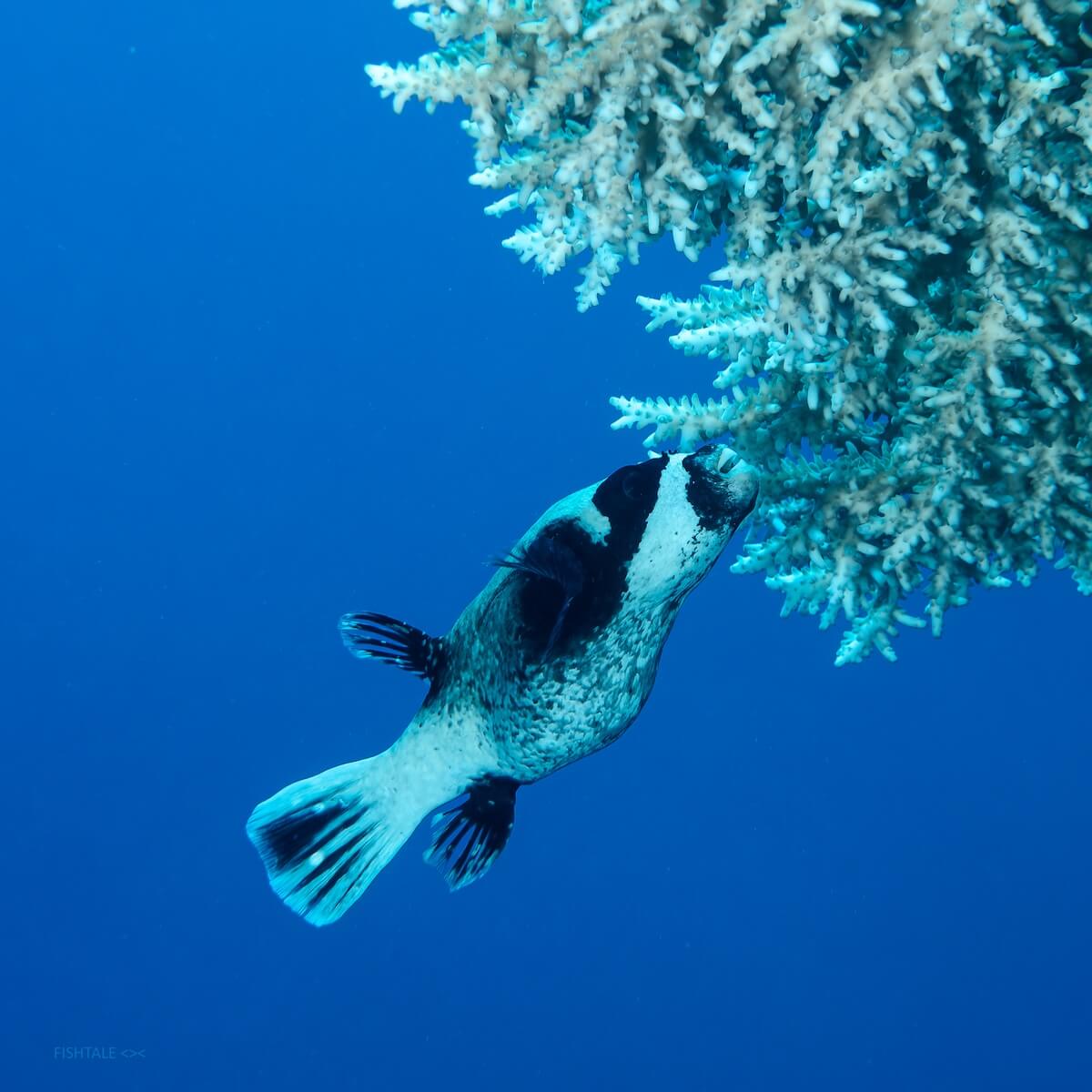 Arothron diadematus puffer fish coral Acropora fotografie subacvatica