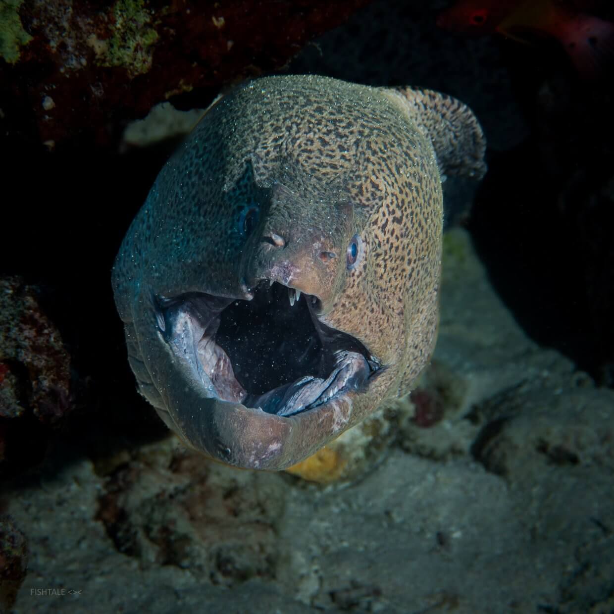 Gymnothorax javanicus murena gigant gura deschisa recif coral fotografie subacvatica