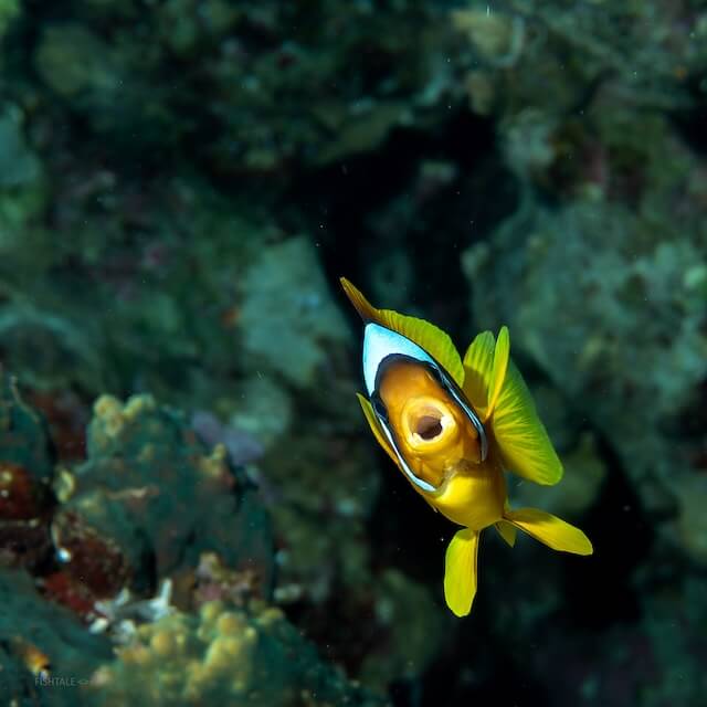 Red Sea anemonefish (Amphiprion bicinctus)