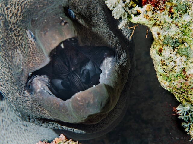 Giant Moray eel