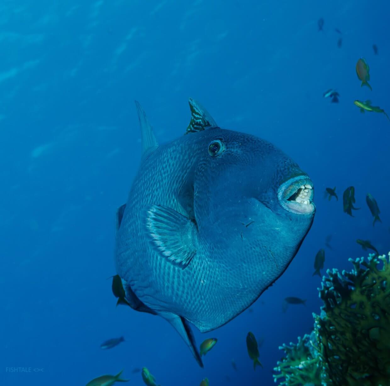 Peste balist albastru Triggerfish privit frontal in tehnici de fotografie subacvatica macro