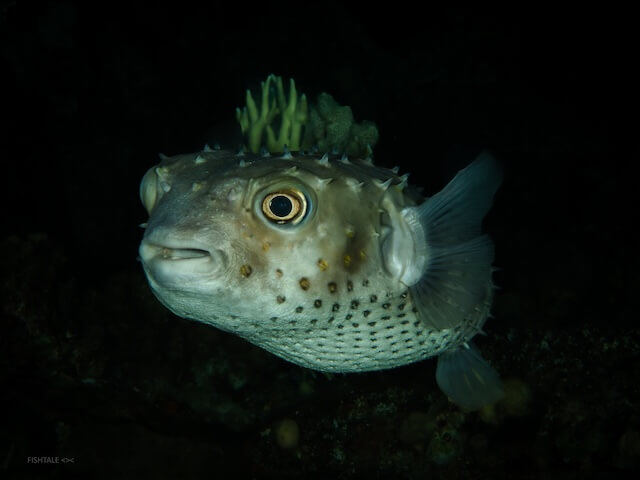 Diodon holocanthus - Porcupinefish
