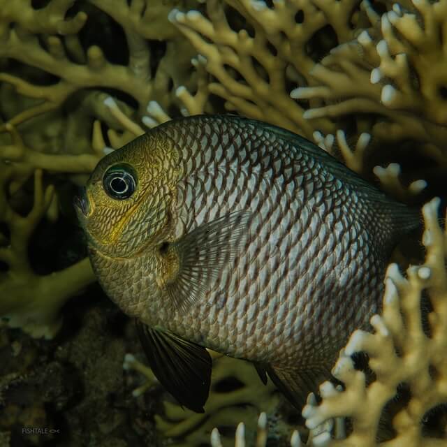 Three-spot dascyllus (dascyllus trimaculatus)