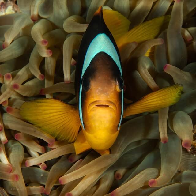 Red Sea anemonefish (Amphiprion bicinctus)