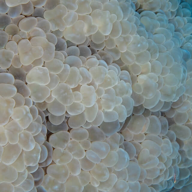 bubble coral or plerogyra sinuosal 