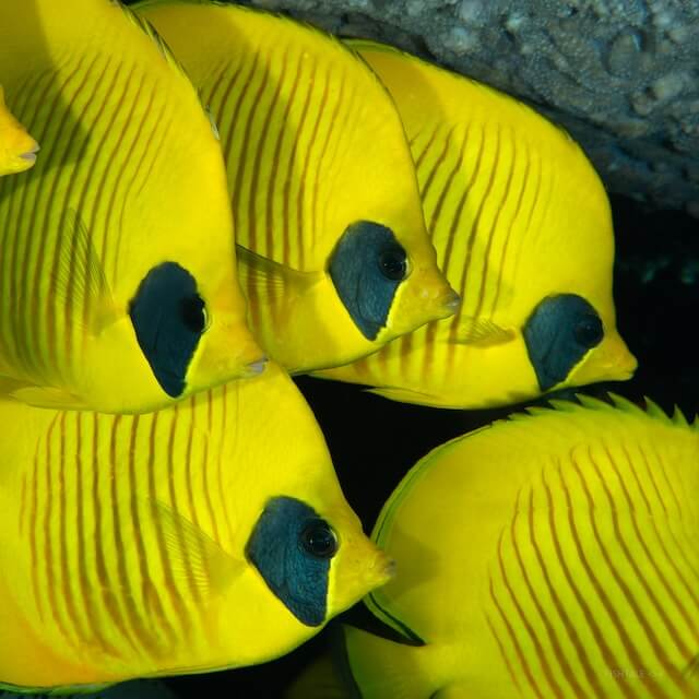 Masked Butterflyfish - Chaetodon semilarvatus