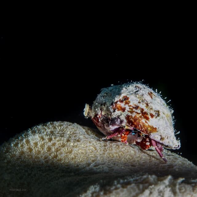Calcinus laurentae - hermit crab
