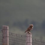 Birds of Prey - Owls