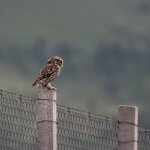 Birds of Prey - Owls