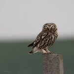Birds of Prey - Owls