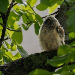 Birds of Prey - Owls