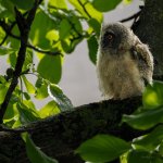 Birds of Prey - Owls