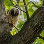 Birds of Prey - Owls