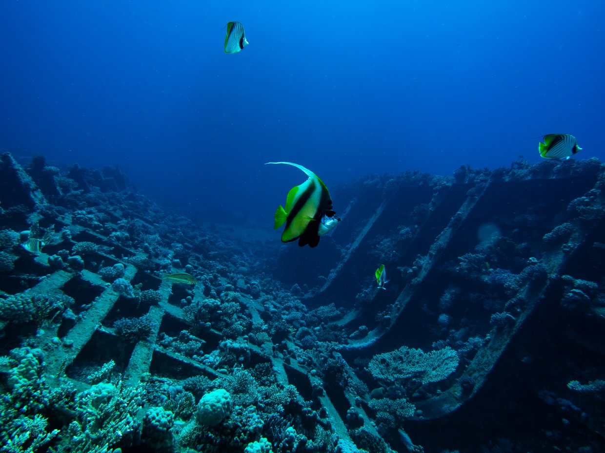 Underwater photography composition techniques featuring fish in the foreground and a wreck backdrop
